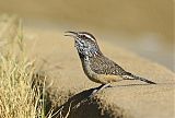 Cactus Wren